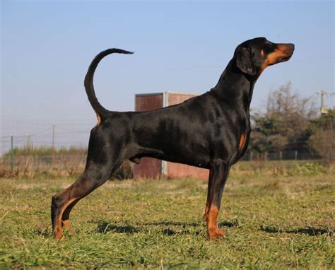 Chiot Elevage Des Brumes De Kalhan Eleveur De Chiens Dobermann