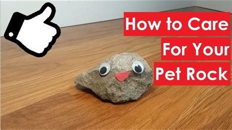 How To Care For Your Pet Rock Youtube