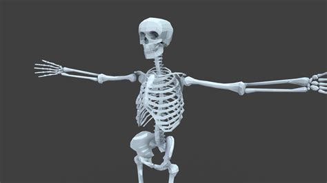 Lowpoly Rigged Human Skeleton Buy Royalty Free D Model By