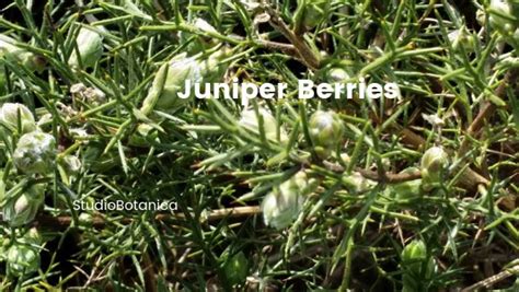 Juniper Berry Recipes - Studio Botanica