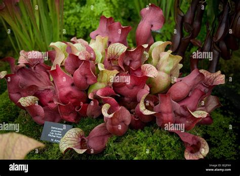 Meat Eating Plants Hi Res Stock Photography And Images Alamy