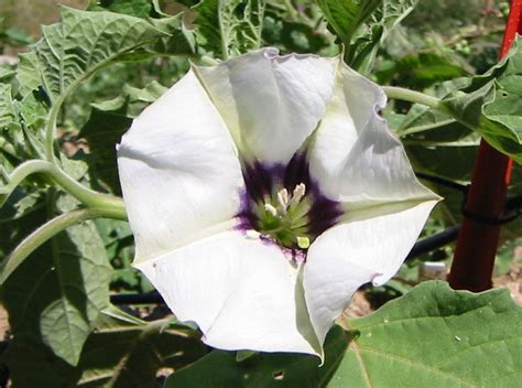 Datura Discolor Desert Thornapple