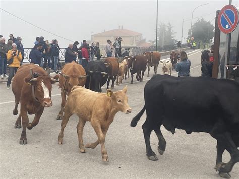 Lo Spettacolo Della Transumanza A Geraci In Migliaia Per Assistere Al