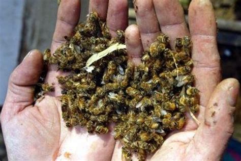 El YaguarundÍ Muerte De Las Abejas