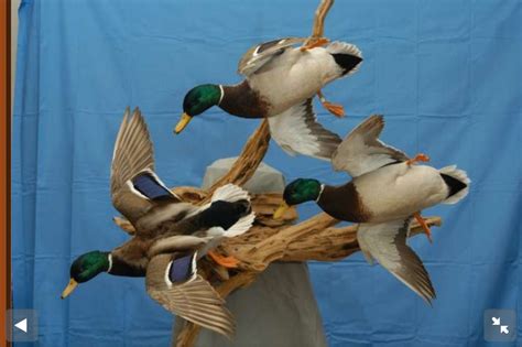 Mallard Drake Flock Bird Taxidermy Waterfowl Taxidermy Duck Mount