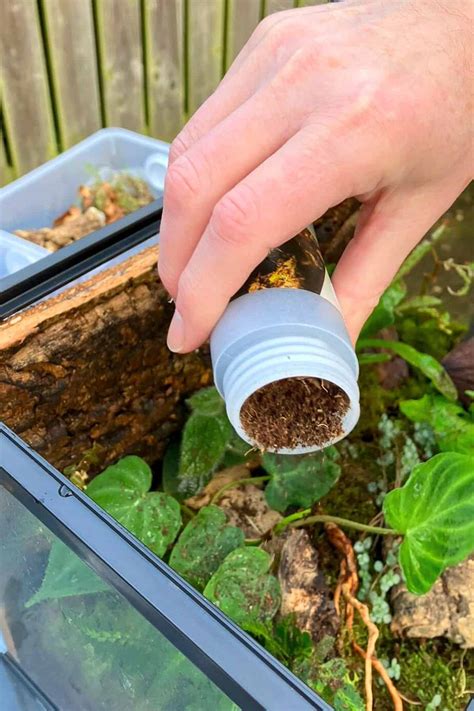 No More Gnats! How to Get Rid of Fungus Gnats in Terrariums