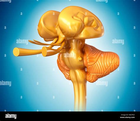 Illustration of human midbrain anatomy Stock Photo - Alamy