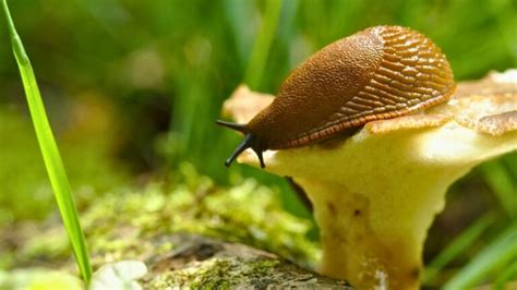 Schnecken im Garten bekämpfen Effektive Methoden und Tipps