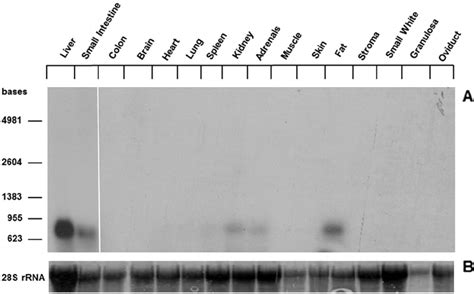 Northern Blot Analysis Of Apo Iv Mrna Tissue Distribution Total Rna