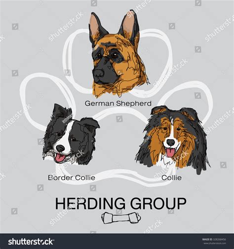 Pet Dog Herding Breeds Group German Stock Vector (Royalty Free
