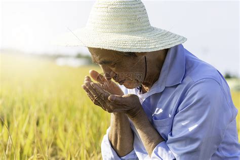 稻田农民手捧稻子水稻高清图片下载 正版图片501433594 摄图网