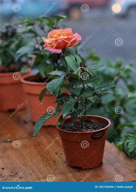 Natural Beautiful Rose Flower in Pot on Wooden Table Stock Photo