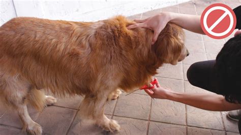 How To Properly Groom A Golden Retriever