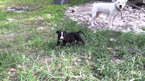 6 Weeks Old Pitbull Puppies Youtube