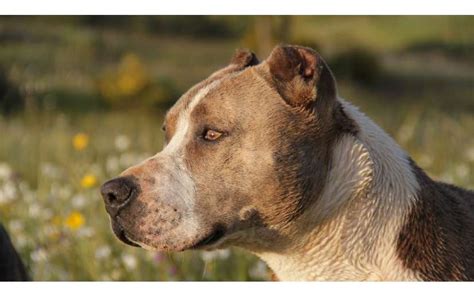 Pitbull Puede Matar A Un Lobo