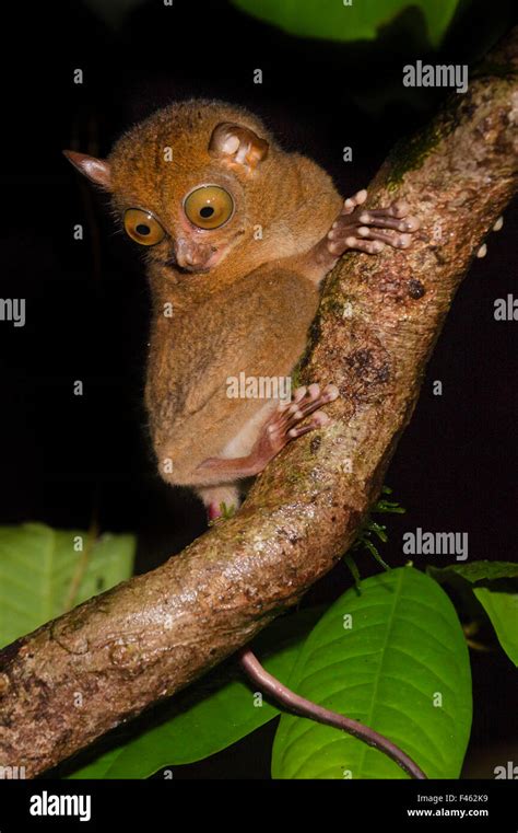 Horsfields Tarsier In Borneo Hi Res Stock Photography And Images Alamy