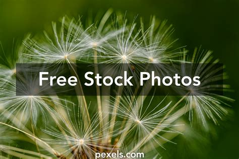 thin lomo      thin lomo stock  hd images