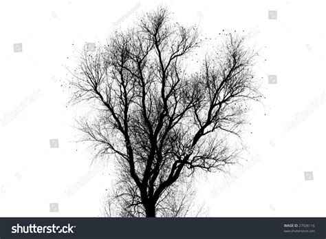 Tree Silhouette Against White Background Stock Photo 27926116 ...