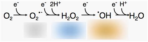 Formation of Reactive Oxygen Species Diagram | Quizlet