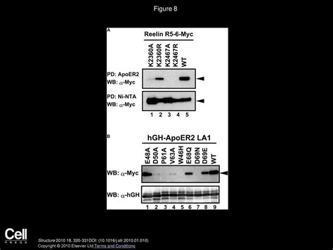 Structural Basis For Specific Recognition Of Reelin By Its Receptors