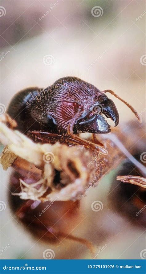 Quase Caiu Uma Formiga De Altura E Tentou Se Salvar Foto De Stock