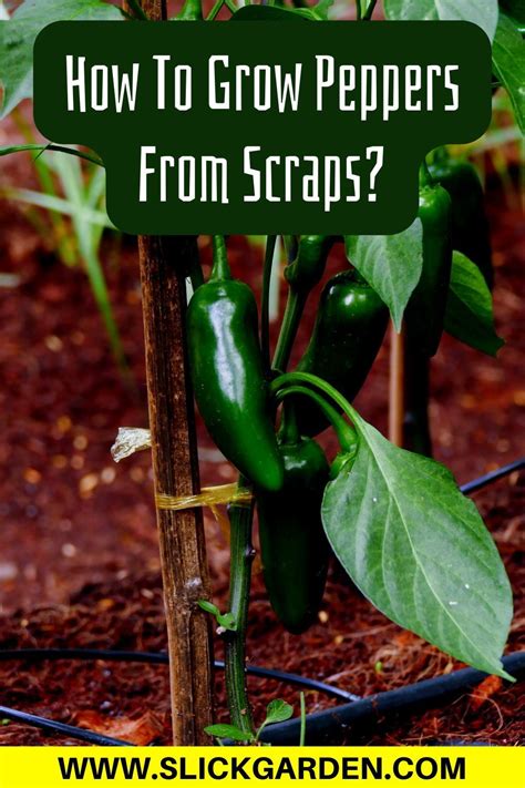 How To Grow Jalapeno Peppers Artofit