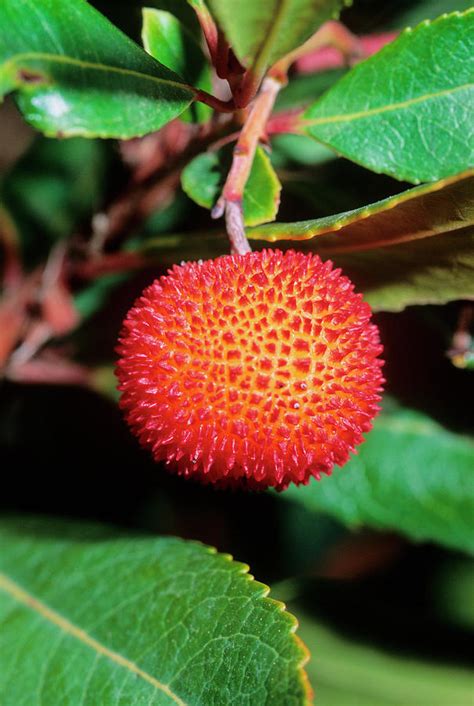 Strawberry Tree Arbutus Unedo Photograph By Bruno Petriglia Science