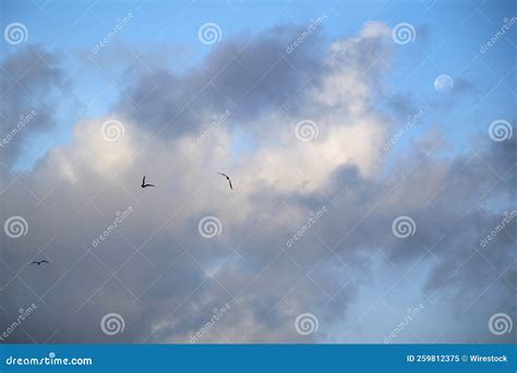 Trio Of Birds Flying In A Beautiful Blue Sky With Smoky Gray And White