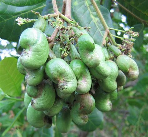 Noix de cajou Wikipédia Noix de cajou Fruits exotiques Legume