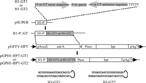 Preparation Of Human H1 RNA Gene Promoter Based SiRNA Expression