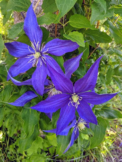 The Blooming Clematis The Martha Stewart Blog