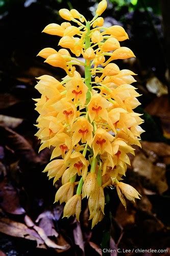 Calanthe Pulchra Inaturalist United Kingdom