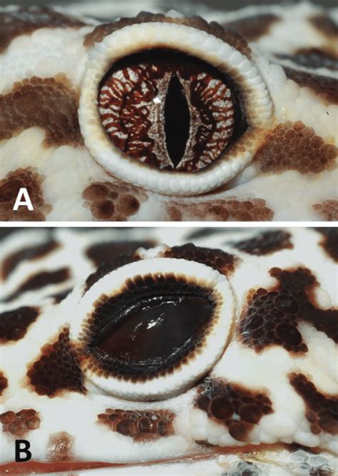 Photographs To Illustrate The Appearance Of A Normal Leopard Gecko Eye