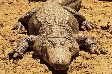 huge gator stock photo image  waters outdoors gator