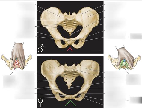 Sexual Dimorphism Of Pelvis Diagram Quizlet