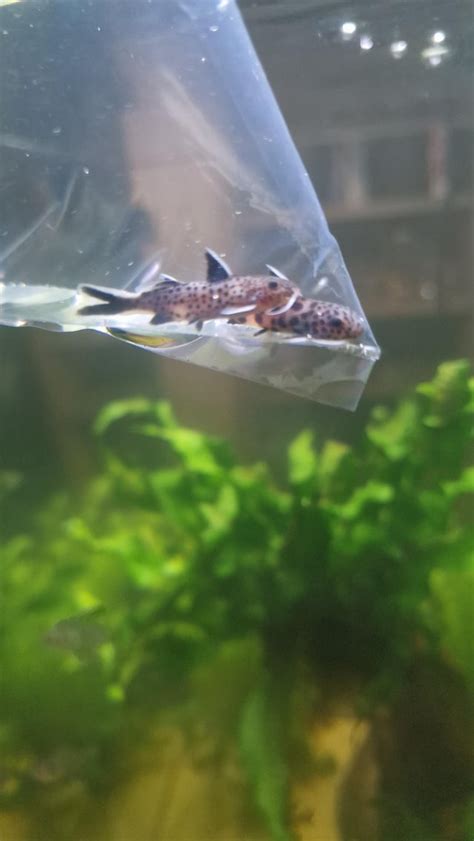 Catfish identification : r/Aquariums