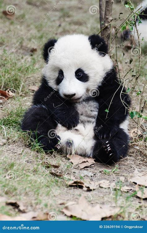 Baby Giant Panda Sitting Sleepy Stock Photo Image 33639194