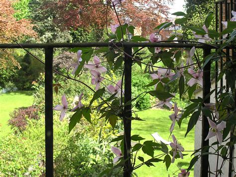 Comment faire pousser des clématites sur un balcon ou une terrasse