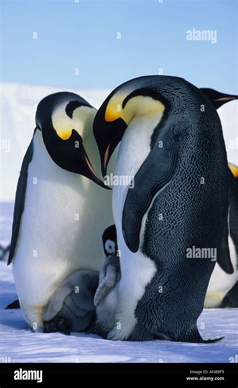 Emperor Penguins Feeding Chicks Stock Photo Alamy