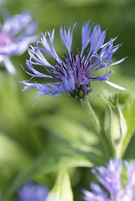 Low Maintenance Perennial Flowers Perfect For Beginners Artofit