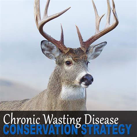 Strategy: Chronic Wasting Disease - Safari Club International Foundation