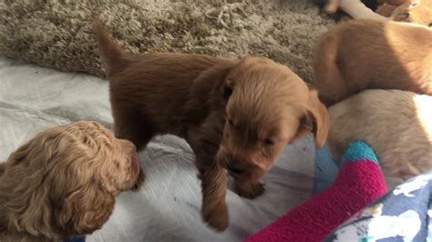 Parkers Goldendoodle Puppies5 Weeks Old Youtube