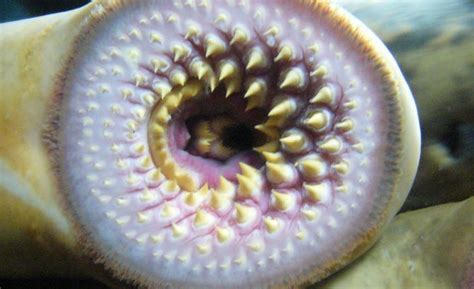 Arctic lamprey - Alchetron, The Free Social Encyclopedia