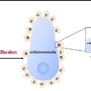 Schematic model for the process of macrophage-mediated trogocytosis in ...