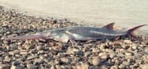 Chinese Paddlefish - A-Z Animals