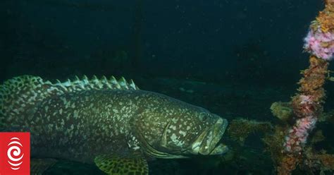 Is Nz Becoming A Tropical Holiday Destination For Fish Rnz