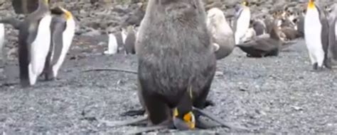 WATCH Fur Seals Caught Having Sex With Penguins ScienceAlert