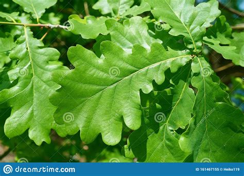 Leaves of a Common Oak Quercus Robur Stock Image - Image of lateral ...