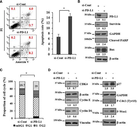 Frontiers Icsbp Induced Pd L1 Enhances Osteosarcoma Cell Growth