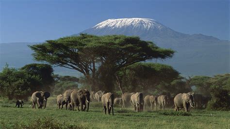 Kilimanjaro Wallpapers - Top Free Kilimanjaro Backgrounds - WallpaperAccess